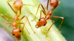 Faraonové mravence: popis, škody a zápasové metody